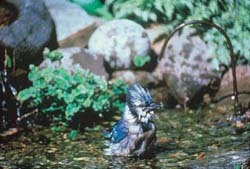 Blue Jay Bathing