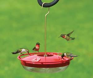 Ruby-throated Hummingbirds on High Perch Hummingbird Feeder