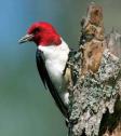 Red-headed Woodpecker